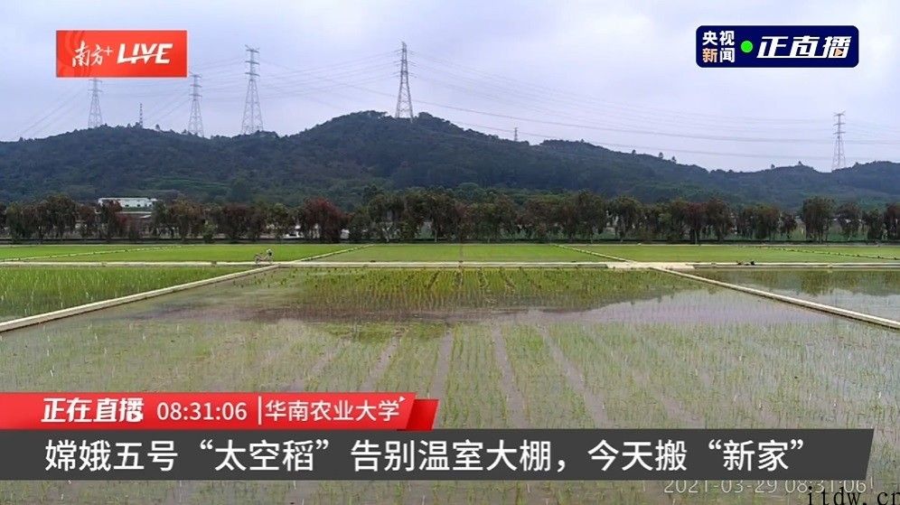 嫦娥五号 “太空稻”告别温室大棚，今日移栽试验田