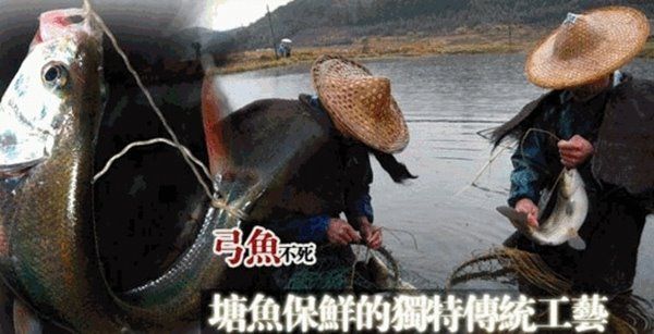 鱼离开水也能活?福建弓鱼历史悠久