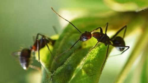 比人类更低的二维生物存在吗