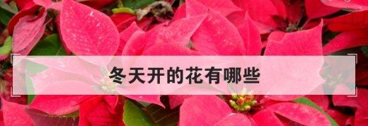 冬天开的花有哪些？（冬天开的花有哪些?(花名、颜色)）