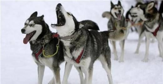 雪橇犬的历史来源是咋样的