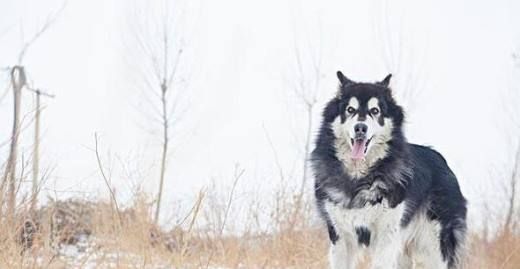 雪橇犬的历史来源是咋样的