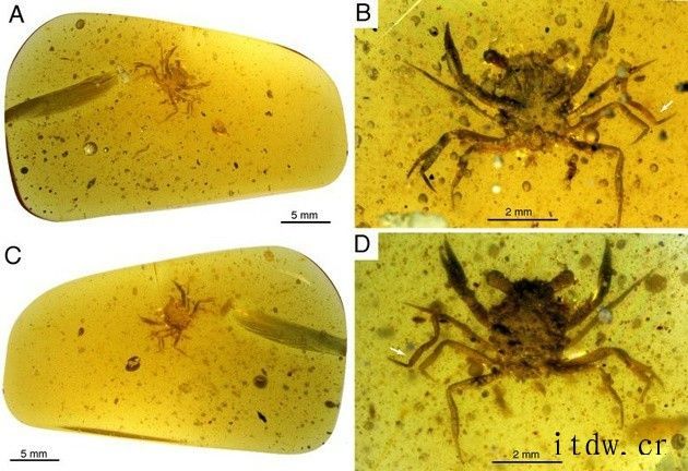 中国发现最早、最完整的“琥珀螃蟹”化石,可追溯至白垩纪恐龙时