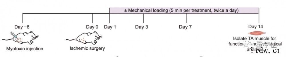 按摩加快肌肉修复有科学依据了,哈佛大学研究成果登 Scien