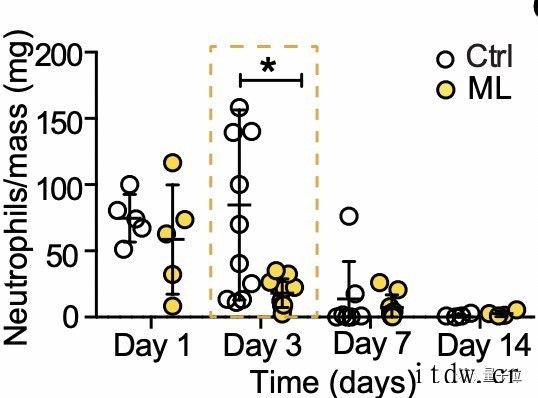 按摩加快肌肉修复有科学依据了,哈佛大学研究成果登 Scien