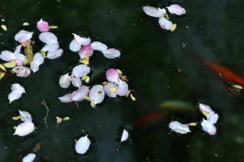 落花流水是什么意思