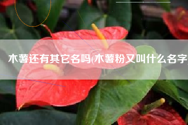 木薯还有其它名吗(木薯粉又叫什么名字)