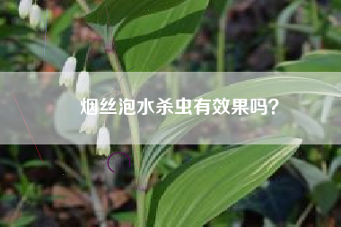 烟丝泡水杀虫有效果吗？