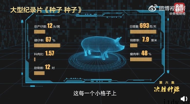 国内自研猪芯片量产,小猪一出生就知道长大后是不是好种猪