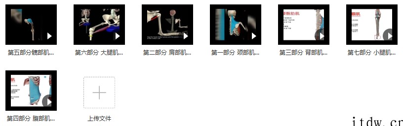 3D动画解剖与体态关系