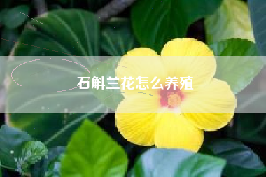 石斛兰花怎么养殖