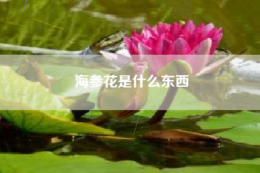 海参花是什么东西