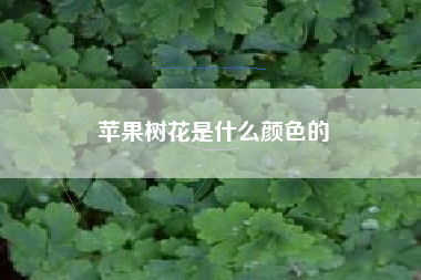 苹果树花是什么颜色的