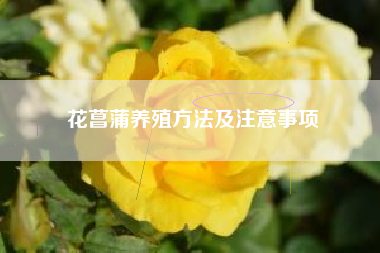 花菖蒲养殖方法及注意事项