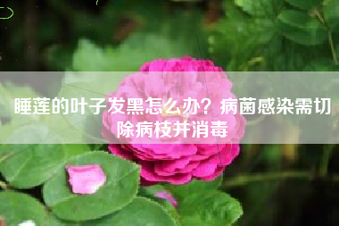 睡莲的叶子发黑怎么办？病菌感染需切除病枝并消毒