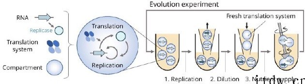 可复制的 RNA 分子首次被创造,生命的起源是什么可能有线索