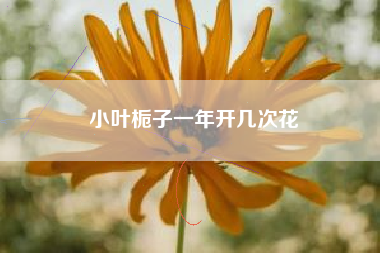 小叶栀子一年开几次花