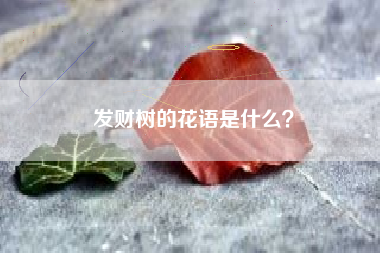 发财树的花语是什么？