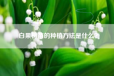 白果树苗的种植方法是什么？