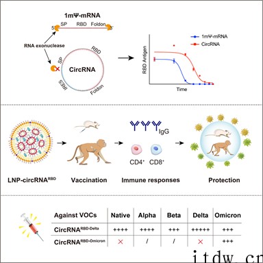 腾讯入股环状 RNA 疫苗研发商圆因生物,北京大学魏文胜团队