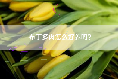 布丁多肉怎么好养吗？