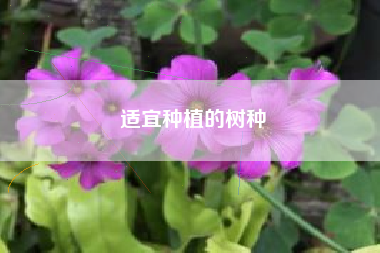 适宜种植的树种