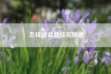 怎样给盆栽桂花施肥