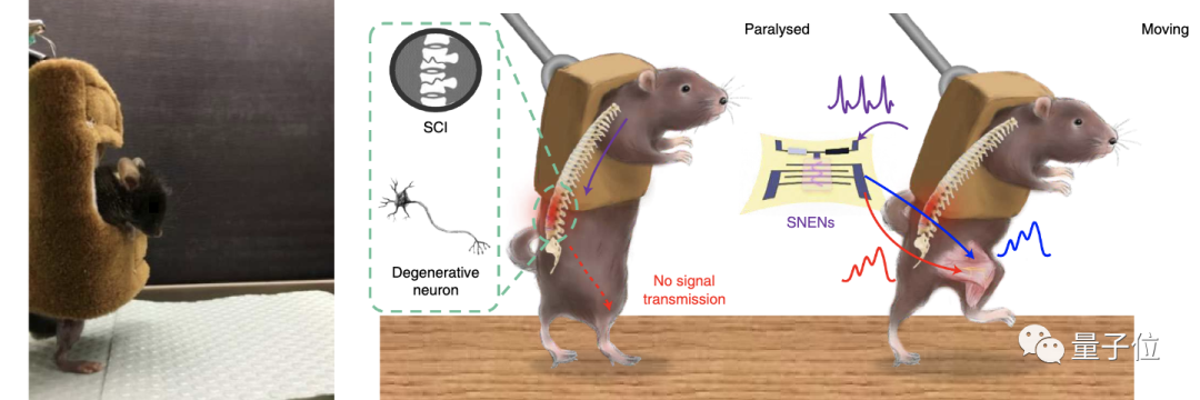 植入“电子神经”,瘫痪小鼠也能踢球,鲍哲南团队成果登 Nat