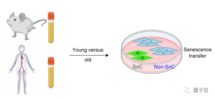 衰老进程可操控!换血大法开创团队新突破,人类离破解衰老之谜
