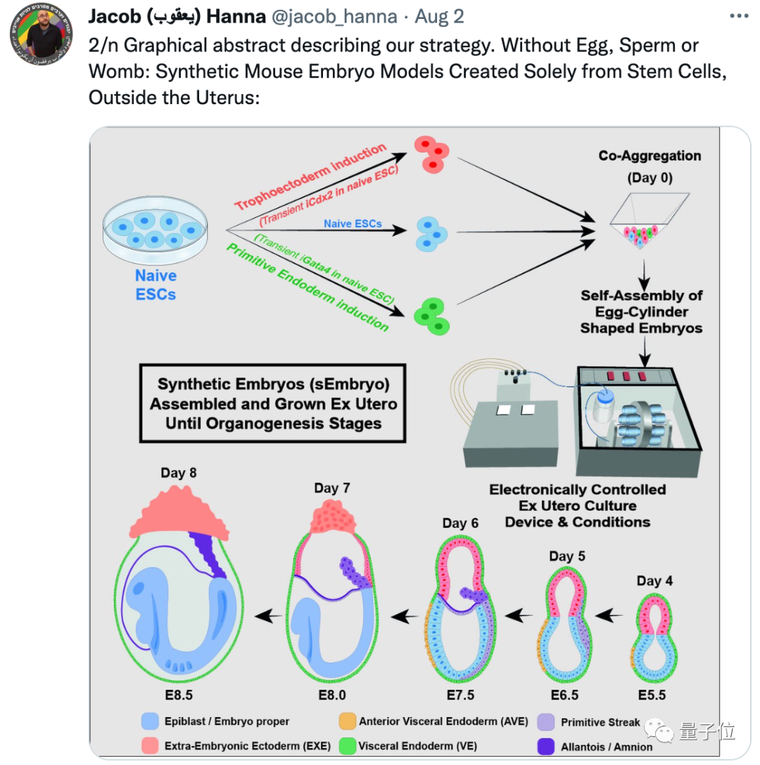 无需精子卵子宫体外培育胚胎,Cell 论文作者这番话让网友们