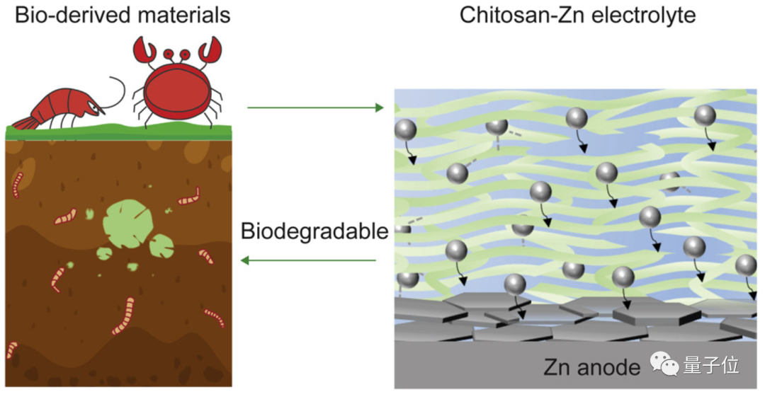华人小哥用蟹壳做电池,5 个月内就能完全降解,循环利用千余次