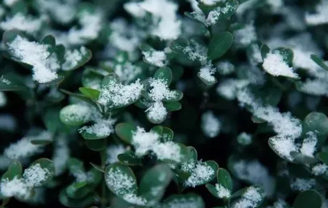 ​小雪节气下雪好还是不下雪好 为什么很多地方怕小雪不下雪