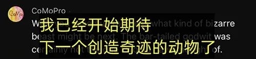 世界上飞最远的鸟:11天狂奔1万公里不带停 饿了吃自己内脏