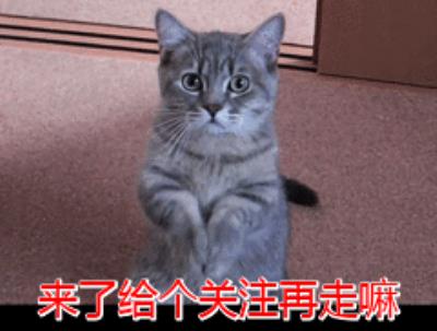 猫咪走丢了白天会躲在哪里,当猫咪走丢了