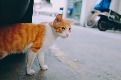 猫咪走丢了白天会躲在哪里,当猫咪走丢了