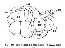 反刍是什么意思(反刍动物是什么意思)