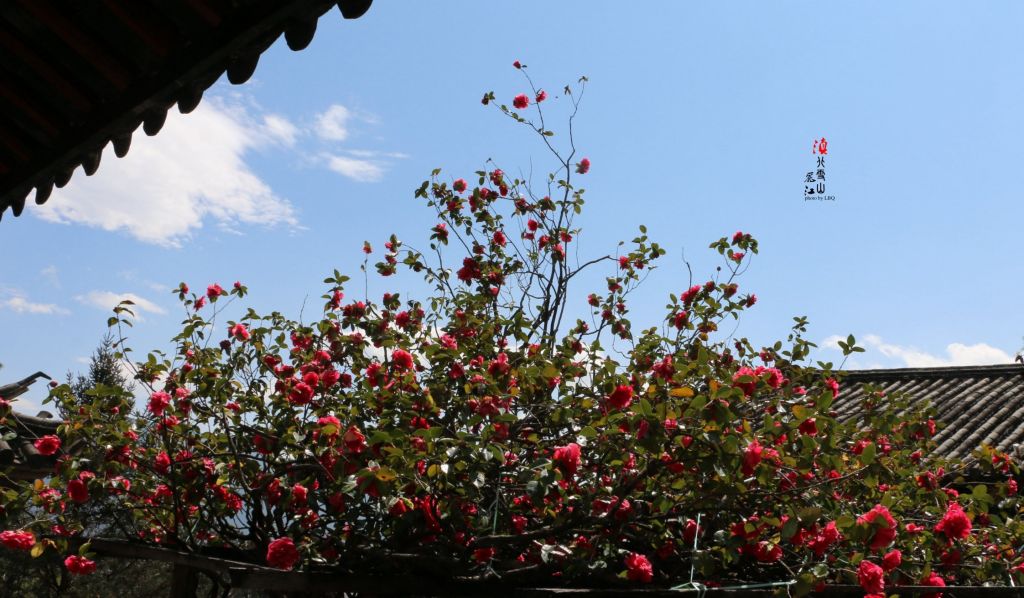 玉峰寺在哪(丽江玉峰寺介绍)