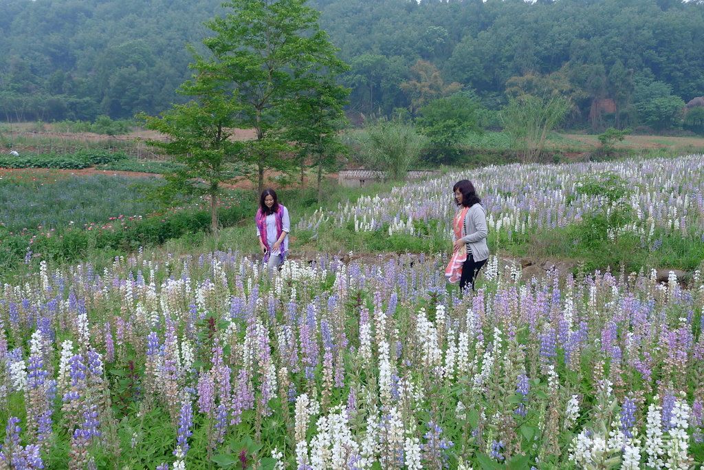 成都鲜花山谷在哪里(成都鲜花山谷1200亩)