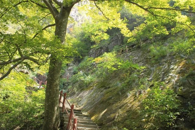 牵牛岗在哪里(大明山牵牛岗在哪里)