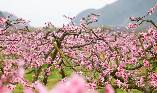 贵州十里桃花在哪里(三生三世十里桃花在哪里看免费)