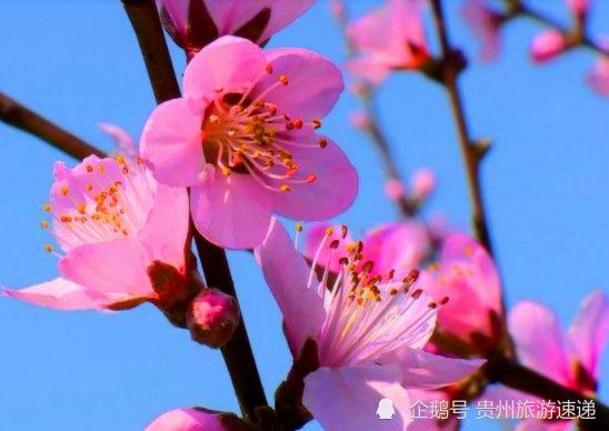 贵州十里桃花在哪里(三生三世十里桃花在哪里看免费)