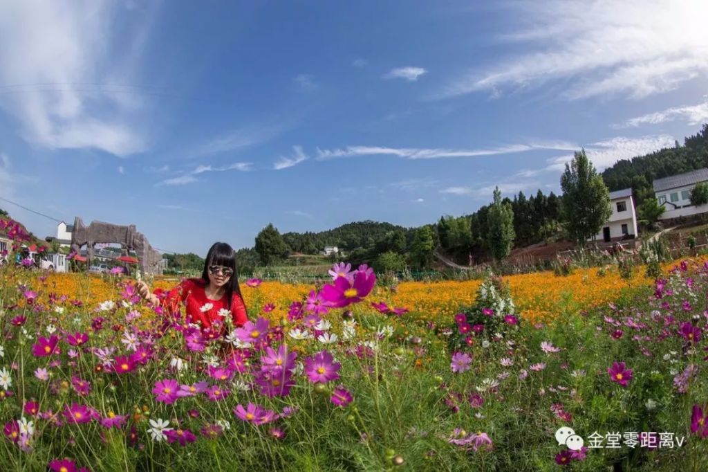 固始花海在哪(固始花海在哪里)