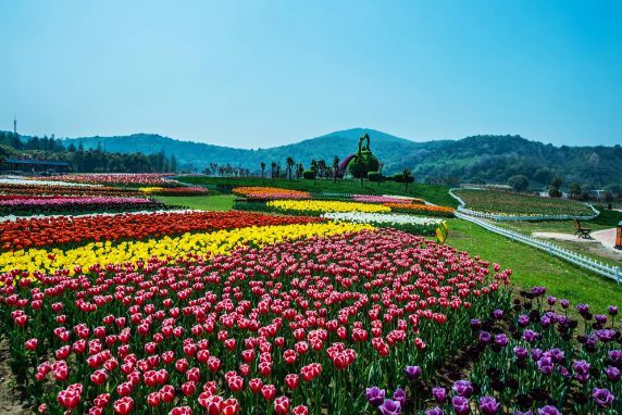 固始花海在哪(固始花海在哪里)