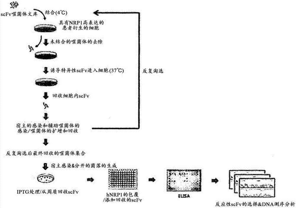 抗体在哪里合成(浆细胞在哪里合成抗体)