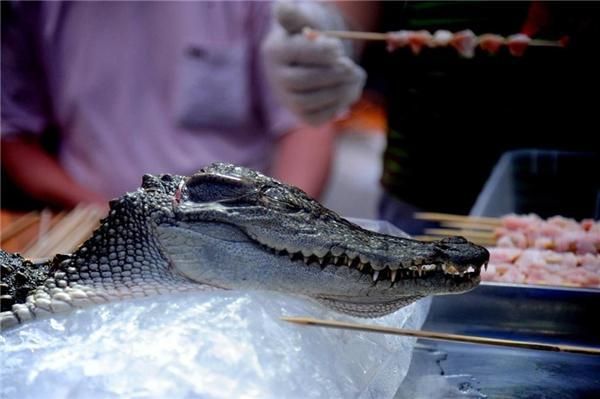 鳄鱼在哪里买(人工饲养鳄鱼哪里买)