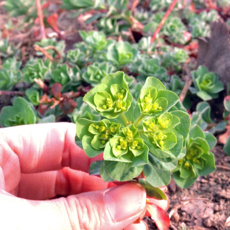 猫眼草治脚癣吗(猫眼草能治甲状腺结节吗)