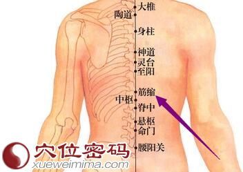 督脉在哪(督脉在哪里)