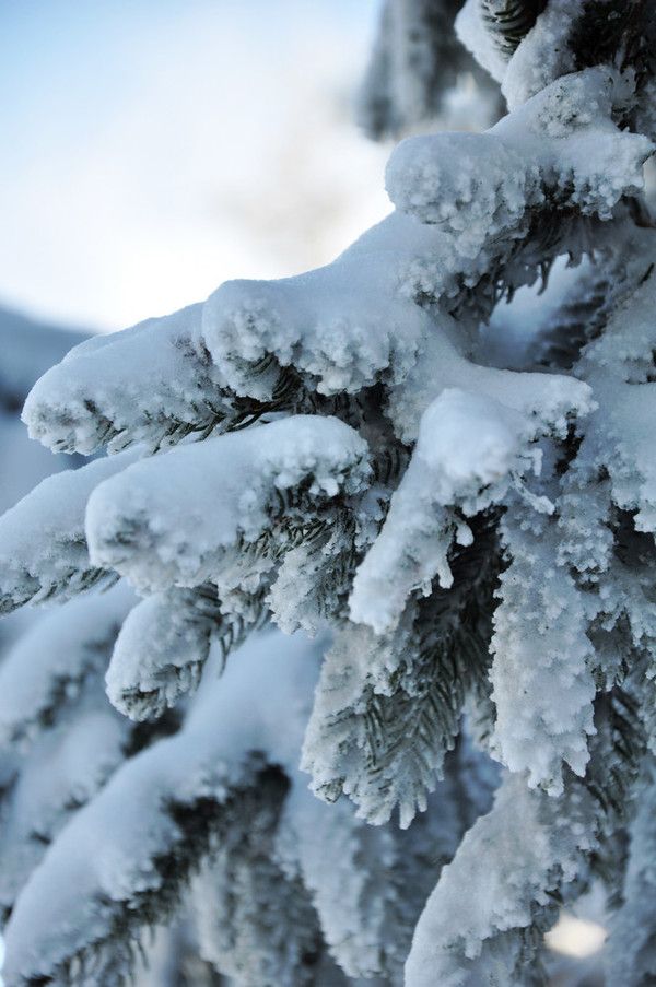 手机怎么拍雪景(手机相机专业模式拍雪景)