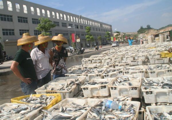 漳州哪里有干鱼买(漳州市干货批发市场)