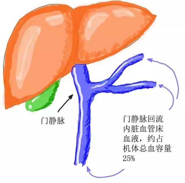 肾上腺在哪(肾上腺穴位在什么地方)